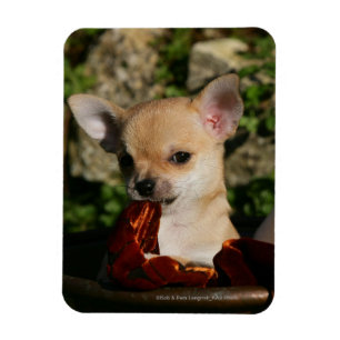 Imán Perritos de la chihuahua
