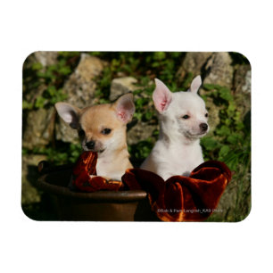 Imán Perritos de la chihuahua