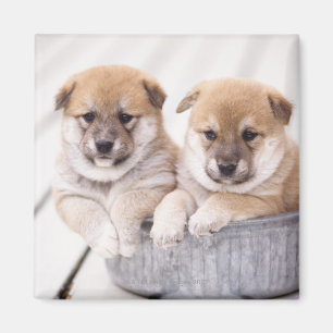 Imán Perritos de Shiba Inu en la tina de aluminio