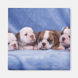Imán Perritos del bulldog