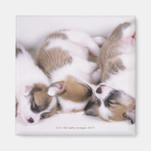 Imán Perritos del corgi el dormir galés