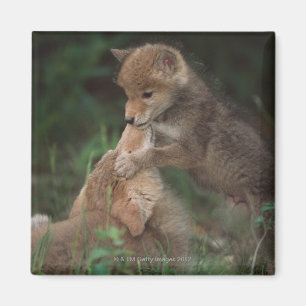 Imán Perritos del coyote que luchan (Canis Latrans)
