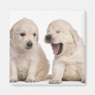 Imán Perritos del golden retriever (4 semanas de viejo)