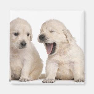 Imán Perritos del golden retriever (4 semanas de viejo)