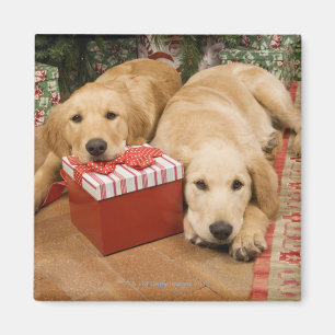 Imán Perritos del golden retriever con el regalo del