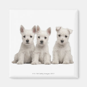 Imán Perritos del oeste de Terrier de la montaña (7