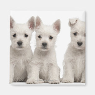 Imán Perritos del oeste de Terrier de la montaña (7