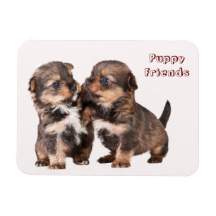 Imán Perritos lindos de Yorkshire