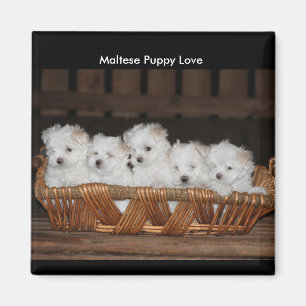 Imán Perritos malteses, cesta, "amor adolescente malté