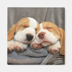 Imán Perritos soñolientos