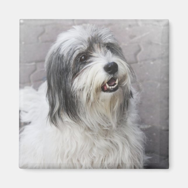 Imán Perro (Frente)