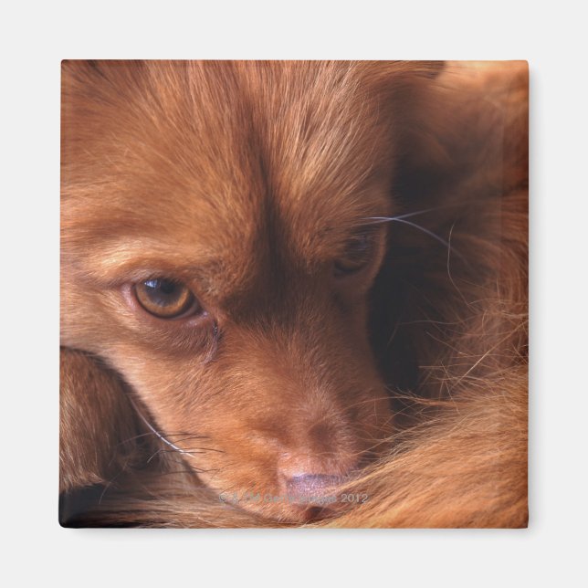 Imán perro (Frente)