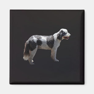 Imán Perro acuático portugués