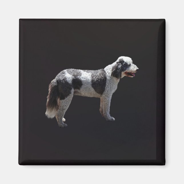 Imán Perro acuático portugués (Frente)