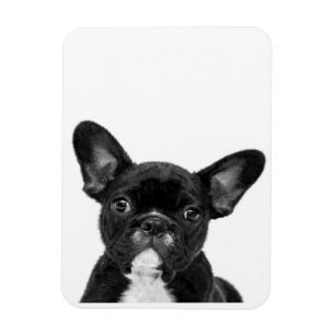 Imán Perro Adorable Cara de Bulldog francesa negra