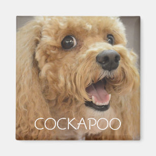 Imán Perro adorable Cockapoo sonriendo