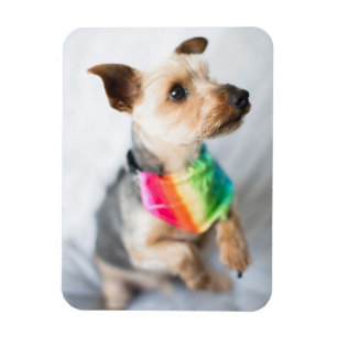Imán Perro arco iris del orgullo gay  Yorkshire Terrier