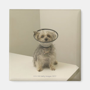 Imán Perro aterrador con collar protector