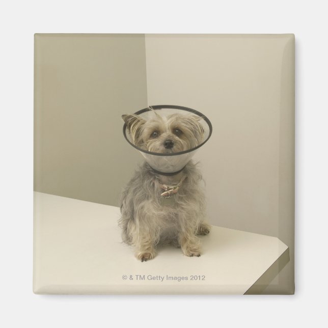 Imán Perro aterrador con collar protector (Frente)