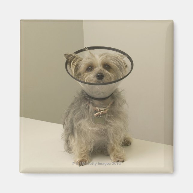 Imán Perro aterrador con collarín protector, cierre (Frente)