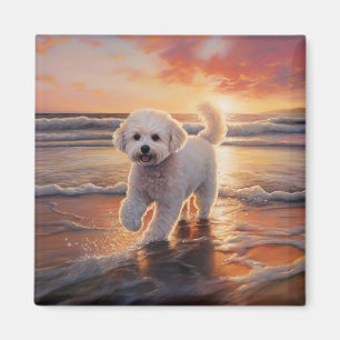 Imán Perro Bichon Frise de Patas Arenosa en Puesta de S