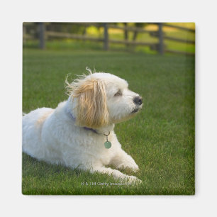 Imán Perro blanco