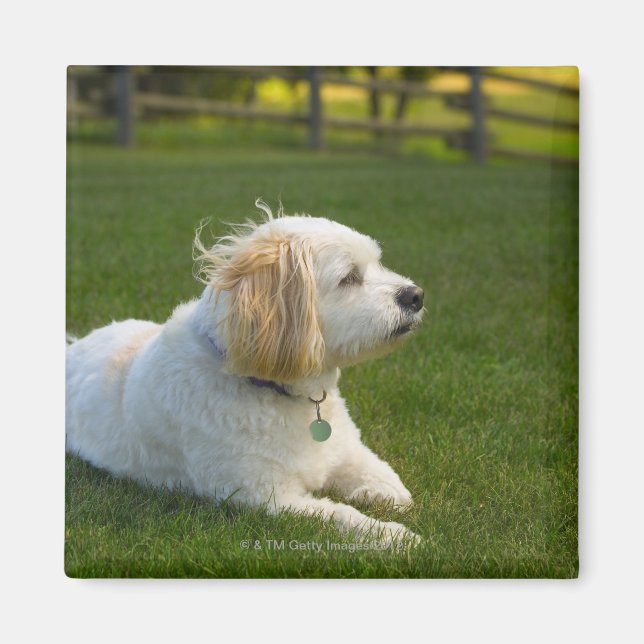 Imán Perro blanco (Frente)