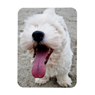 Imán Perro blanco del perrito feliz, malteese,