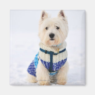 Imán Perro blanco en ropa en la nieve