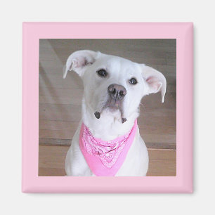 Imán Perro blanco lindo con bufanda rosa