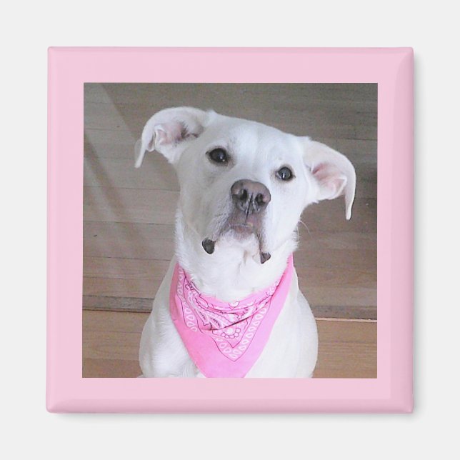 Imán Perro blanco lindo con bufanda rosa (Frente)