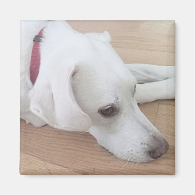 Imán Perro blanco lindo con Navidades de collares rojos (Frente)
