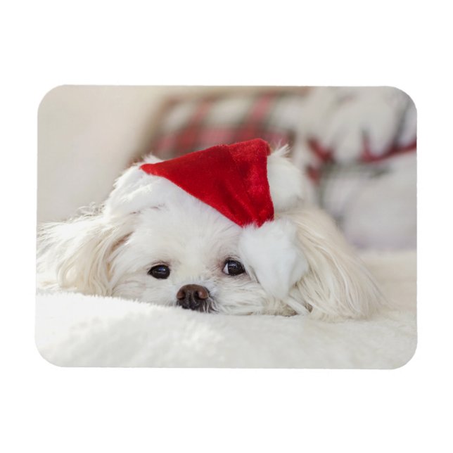 Imán Perro blanco lindo en un Gorra de Navidades rojos (Horizontal)