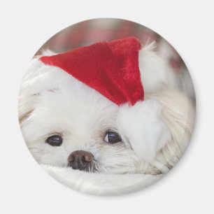 Imán Perro blanco lindo en un Gorra de Navidades rojos