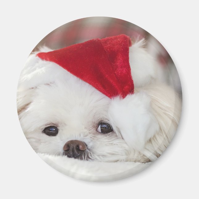 Imán Perro blanco lindo en un Gorra de Navidades rojos (Frente)
