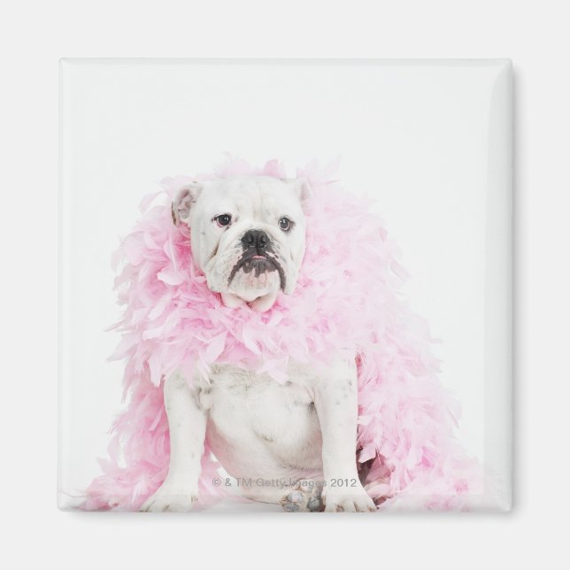 Imán Perro blanco macho con boa rosa (Frente)