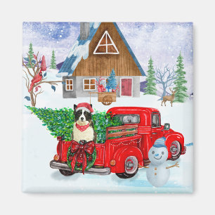 Imán Perro Border Collie en camión de entrega de Navida