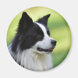 Imán Perro Border Collie negro y blanco
