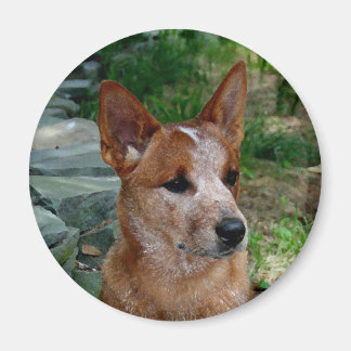 Imán Perro bovino