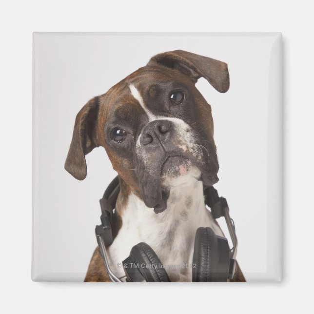 Imán perro boxeador con auriculares (Frente)