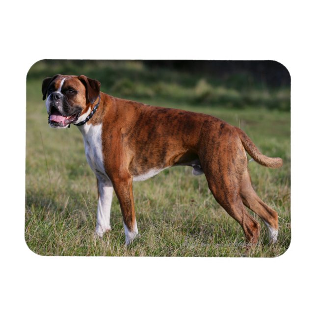 Imán Perro Boxer de pie (Horizontal)