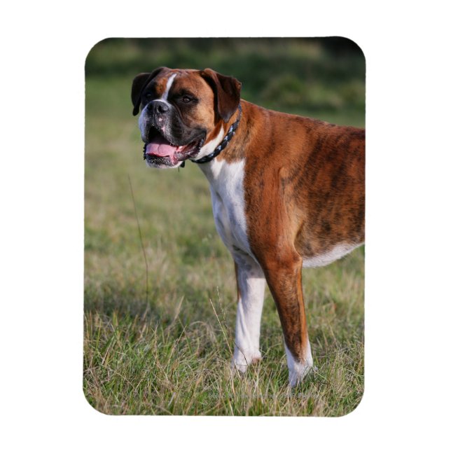 Imán Perro Boxer de pie (Vertical)