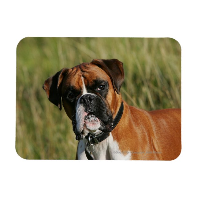 Imán Perro Boxer mirando la cámara (Horizontal)