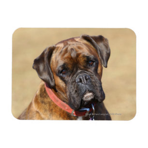 Imán Perro Brindle del boxeador