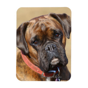 Imán Perro Brindle del boxeador