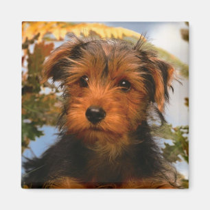 Imán Perro cachorro cachorro madre perro amante Airedal