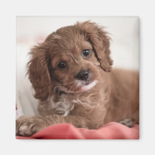 Imán Perro cachorro de Ruby Cavapoo