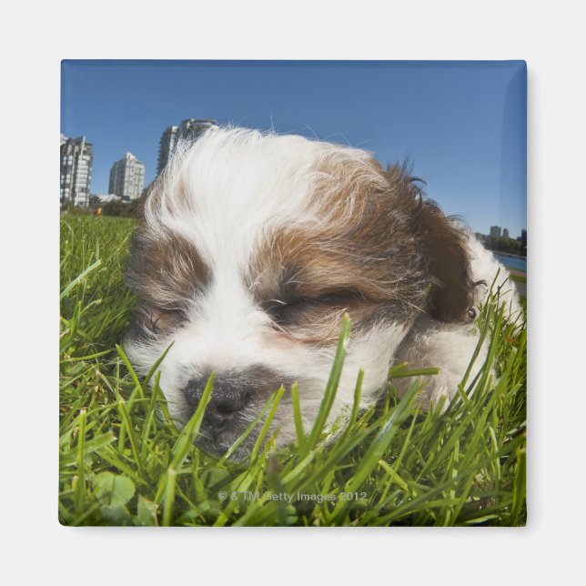 Imán Perro cachorro lindo en el parque, Vancouver, BC,  (Frente)