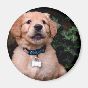 Imán Perro cachorro lindo Golden Retriever Puppy