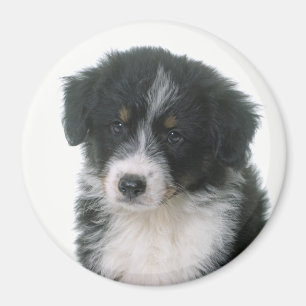 Imán Perro Cachorro Pastor Australiano Aussie
